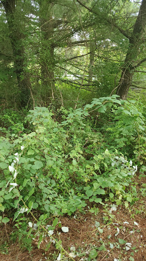 Public Golf Course «Needwood Golf Course», reviews and photos, 6724 Needwood Rd, Derwood, MD 20855, USA