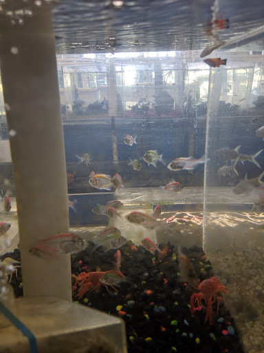 Tropical Fish Store «South Bay Aquarium», reviews and photos, 2021 W Redondo Beach Blvd A, Gardena, CA 90247, USA