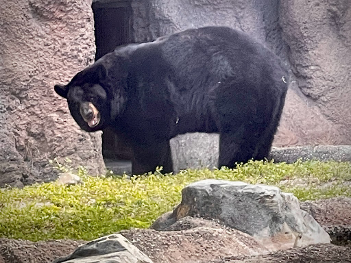 Zoo «Palm Beach Zoo & Conservation Society», reviews and photos, 1301 Summit Blvd, West Palm Beach, FL 33405, USA