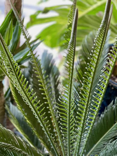 Florist «Hudson Florist», reviews and photos, 741 Bergen Ave, Jersey City, NJ 07306, USA