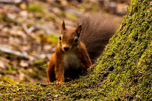 The Villa Wildlife Centre image