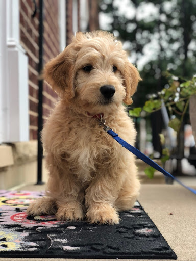 Pet Store «Charm City Puppies», reviews and photos, 8205 Snowden River Pkwy, Columbia, MD 21045, USA