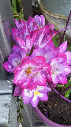 Book Store «Pipe & Thimble Bookstore», reviews and photos, 24830 Narbonne Ave, Lomita, CA 90717, USA