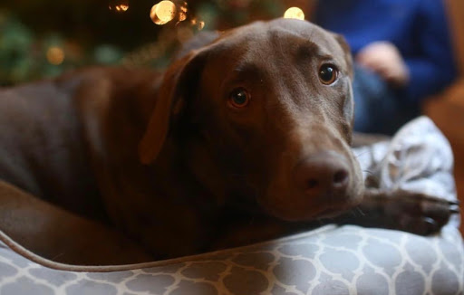 1 Love Dog Rescue image