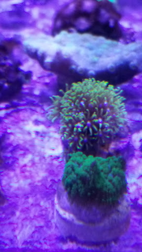 Pet Supply Store «New Wave Aquaria», reviews and photos, 14100 23rd Ave N, Minneapolis, MN 55447, USA