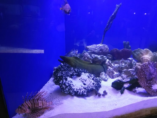 Tourist Attraction «IMAG History & Science Center (formerly Imaginarium Science Center)», reviews and photos, 2000 Cranford Ave, Fort Myers, FL 33916, USA