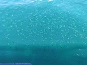 Photo n°5 de Gavotnaute Léman à Évian-les-Bains ()