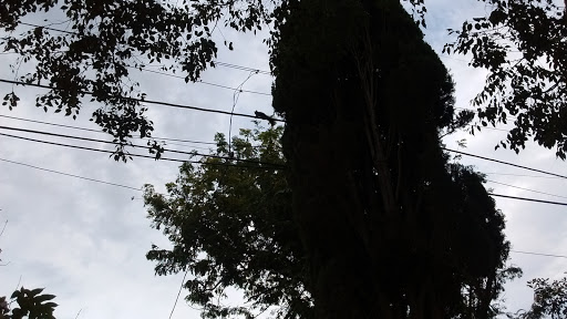 Park «Furman Park», reviews and photos, 10419 Rives Ave, Downey, CA 90241, USA