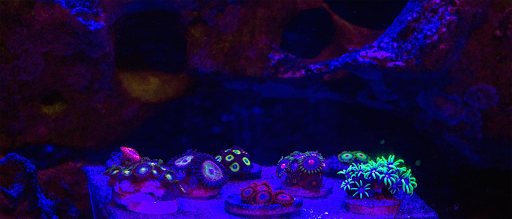 Pet Supply Store «Sea Level Aquarium», reviews and photos, 28 US-46, Pine Brook, NJ 07058, USA