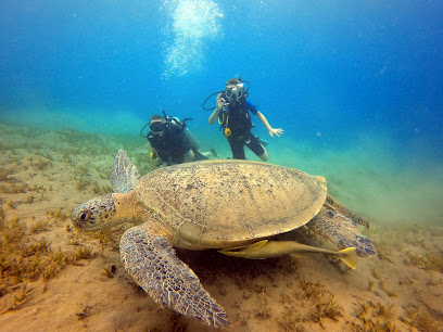 GO DIVING (Ayman Sabry)