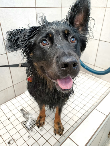 Pet Supply Store «Pet Supplies Plus», reviews and photos, 3340 Sheridan Dr, Amherst, NY 14226, USA