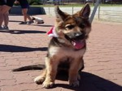 Dog Training Adelaide