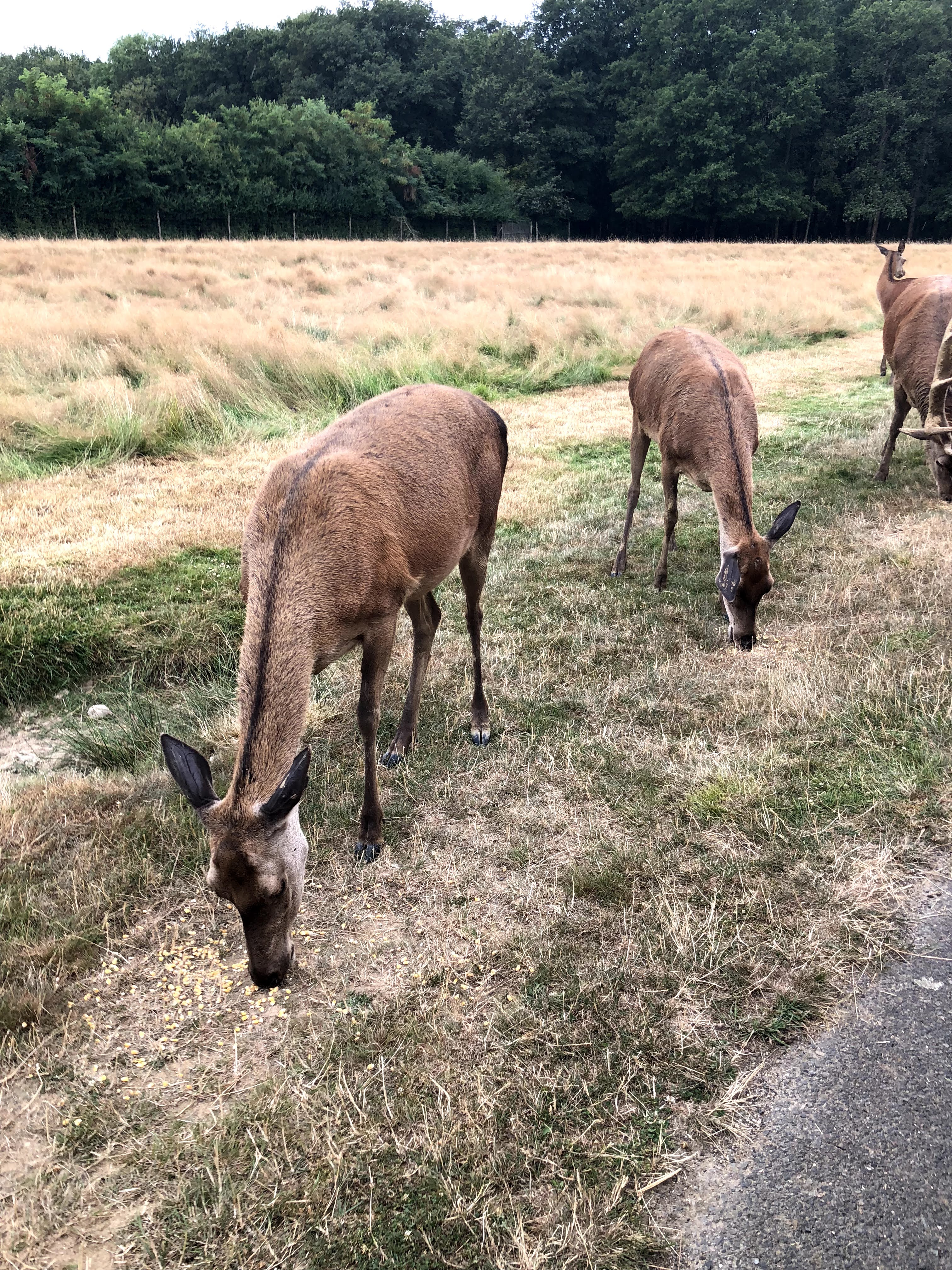 Photo n° 21 de l'avis de Julien.o fait le 27/07/2018 à 17:41