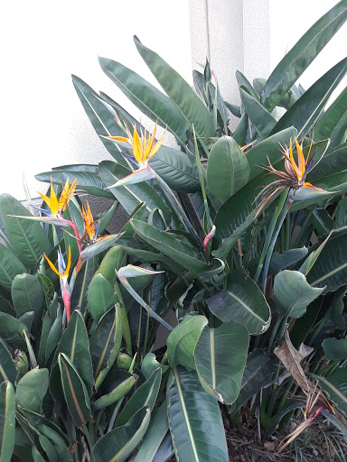 Shopping Mall «Alameda South Shore Center», reviews and photos, 523 South Shore Center W, Alameda, CA 94501, USA