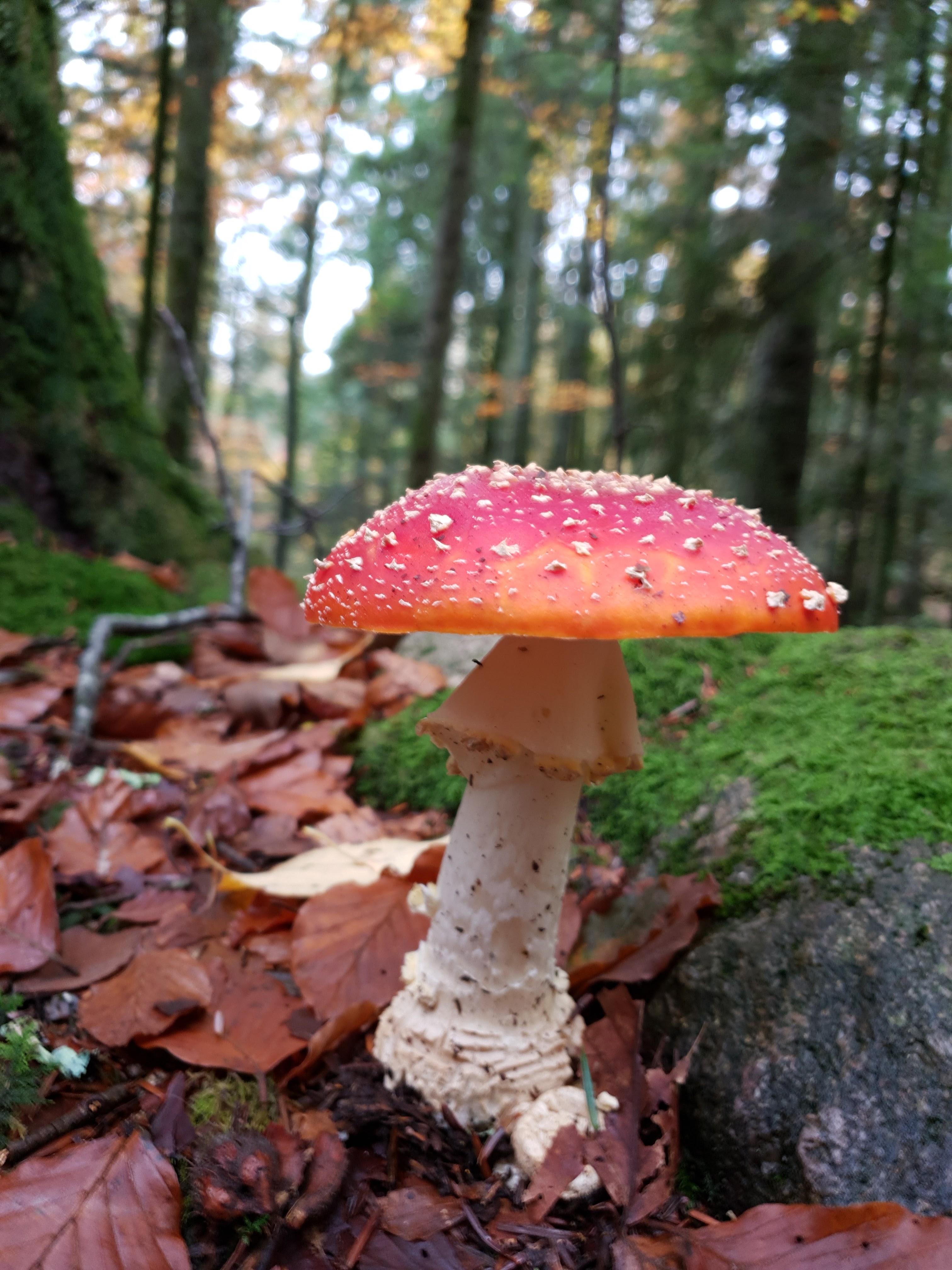 Photo n° 3 de l'avis de Rdot.N fait le 20/10/2019 à 15:42