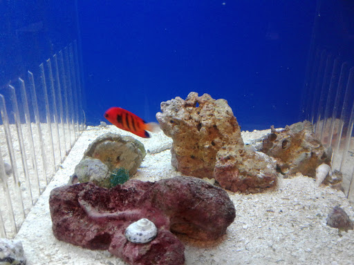 Pet Store «Aqua-Holics», reviews and photos, 2154 Central Florida Pkwy, Orlando, FL 32837, USA