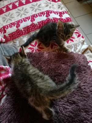 CAT PATTES BLEUES à La Londe