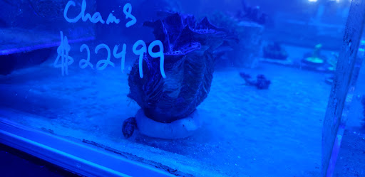 Tropical Fish Store «Ultimate Reefs & Aquariums», reviews and photos, 6020 S Memorial Dr, Tulsa, OK 74145, USA