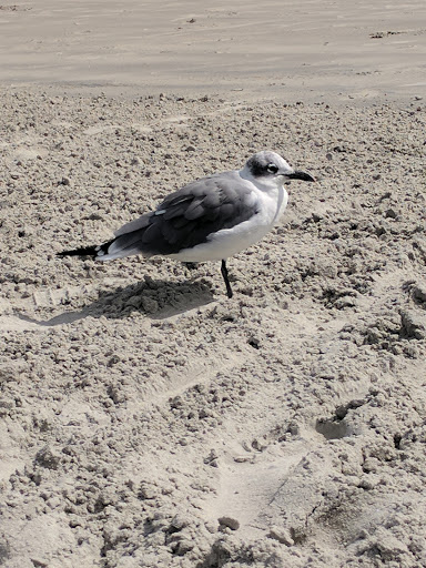 Park «Centennial Park», reviews and photos, 6503 Ocean Ave, Wildwood Crest, NJ 08260, USA