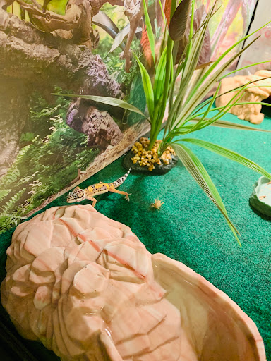 Pet Supply Store «PetSmart», reviews and photos, 9921 Pulaski Hwy, Baltimore, MD 21220, USA