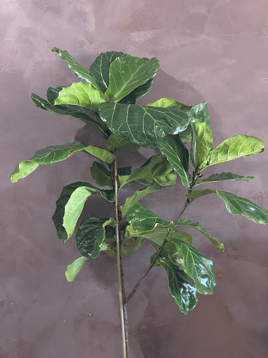 Florist «Foothills Floral Gallery», reviews and photos, 4647 E Chandler Blvd # 10, Phoenix, AZ 85048, USA