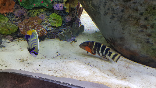 Tourist Attraction «IMAG History & Science Center (formerly Imaginarium Science Center)», reviews and photos, 2000 Cranford Ave, Fort Myers, FL 33916, USA