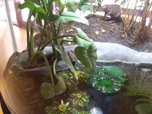 Natural History Museum «South Fork Natural History Museum & Nature Center», reviews and photos, 377 Bridgehampton-Sag Harbor Turnpike, Bridgehampton, NY 11932, USA