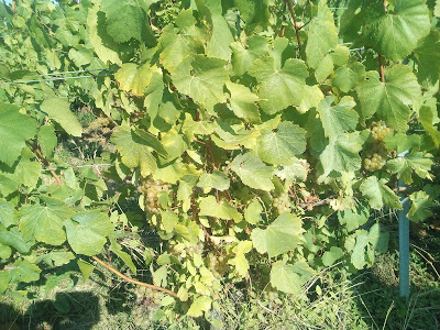 Champagne Jacques Lassaigne à Montgueux