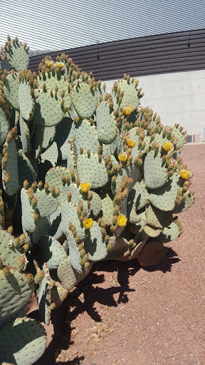 Art Center «Tempe Center for the Arts», reviews and photos, 700 W Rio Salado Pkwy, Tempe, AZ 85281, USA