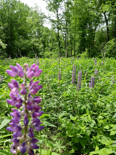 Nature Preserve «Summer Star Wildlife Sanctuary», reviews and photos, 690 Linden St, Boylston, MA 01505, USA