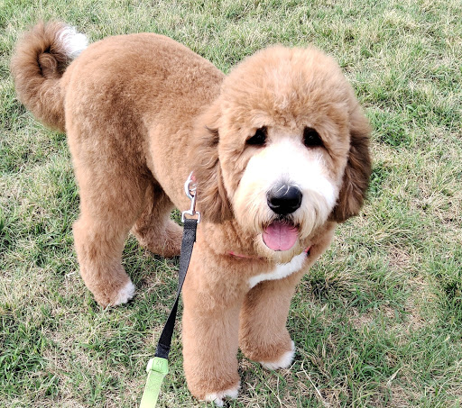 Pet Store «Dogma for Pets LLC», reviews and photos, 3600 Boston St, Baltimore, MD 21224, USA