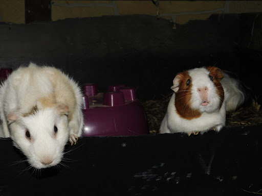 Wheek Care Guinea Pig Rescue