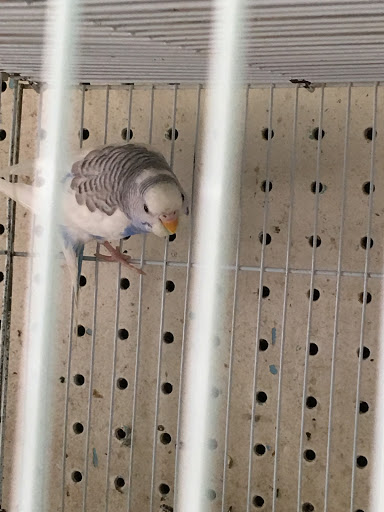 Pet Store «Samy Pet Shop», reviews and photos, 2011 E 1st St, Los Angeles, CA 90033, USA