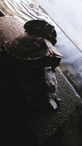 Pet Store «Pet Shoppe», reviews and photos, 2144 Springs Rd, Vallejo, CA 94591, USA