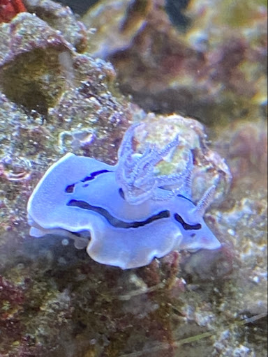 Tropical Fish Store «South Seas Aquatics Inc.», reviews and photos, 5440 Babcock Rd A133, San Antonio, TX 78240, USA