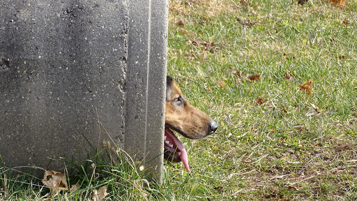 Dog Trainer «Awesome Dawgs Dog Training LLC», reviews and photos, 3052 Pricetown Rd, Temple, PA 19560, USA