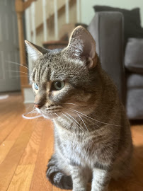 Kristal's Paws and Cuddles, Ltd. - Photo 4 - Car repair in , Burlington