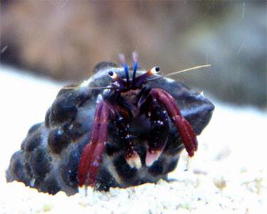 Tropical Fish Store «Reef Oasis», reviews and photos, 7669 Mentor Ave, Mentor, OH 44060, USA