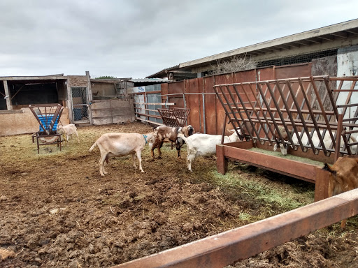 Establo bebida de leche de vaca