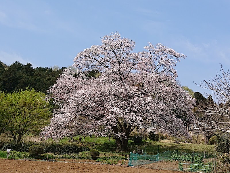 岩渕の一本桜