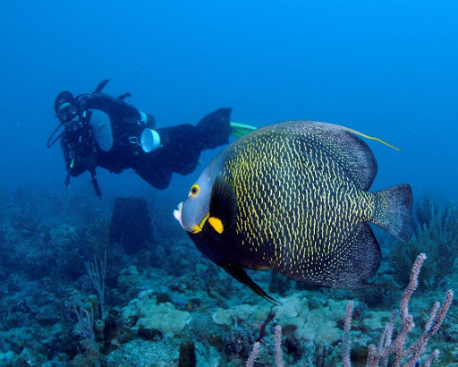 Dive Shop «Dive Shop Kissimmee», reviews and photos, 4916 W Irlo Bronson Memorial Hwy, Kissimmee, FL 34746, USA