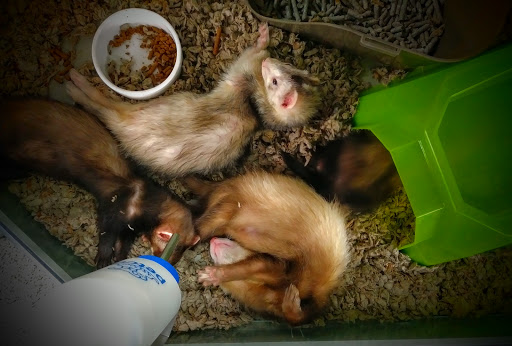 Pet Supply Store «Petco Animal Supplies», reviews and photos, 1203 SE Everett Mall Way f, Everett, WA 98208, USA