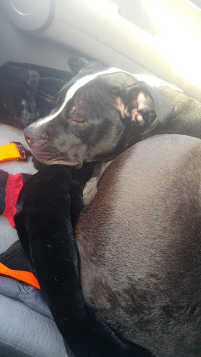 Pet Supply Store «Pet Supplies Plus», reviews and photos, 400 Lowell Ave Suite 14, Haverhill, MA 01832, USA