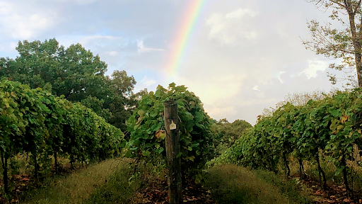 Winery «Adam Puchta Winery», reviews and photos, 1947 Frene Creek Rd, Hermann, MO 65041, USA