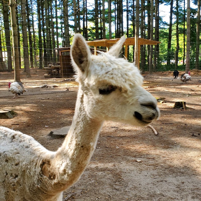 Shalom Wildlife Zoo