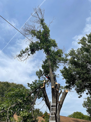 Shelton Tree Removal