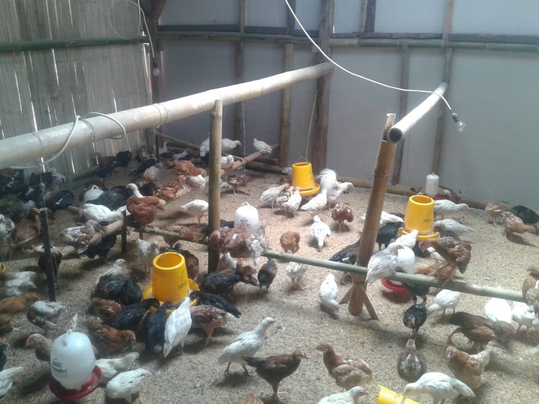 Peternakan Ayam Arab Mitra Muda Mandiri