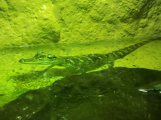 Educational Institution «Institute For Marine Mammal Studies», reviews and photos, 10801 Dolphin Ln, Gulfport, MS 39503, USA