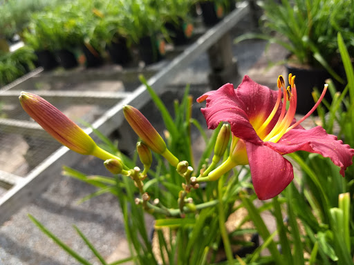 Landscaper «Garden Greenhouse & Nursery», reviews and photos, 1919 U.S. 9, Cape May Court House, NJ 08210, USA