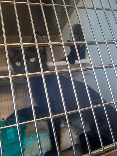 Pet Supply Store «Petsense Cleburne», reviews and photos, 1301 W Henderson St, Cleburne, TX 76033, USA